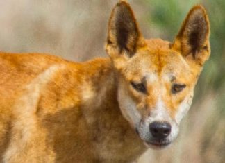 Australia dingo attack: Toddler recovering after emergency skull surgery Australia dingo attack: Toddler recovering after emergency skull surgery