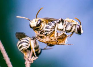 Bees in eye? Doctor finds four ‘sweat bees’ living in 29-year-old Taiwanese Bees in eye? Doctor finds four 'sweat bees' living in 29-year-old Taiwanese