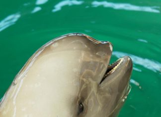 Climate change threatens survival of dolphins, finds new research Climate change threatens survival of dolphins, finds new research