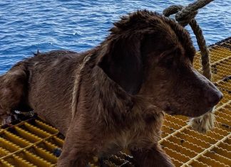 Dog is rescued after it’s found swimming 135 MILES out at sea (Watch) Dog is rescued after it's found swimming 135 MILES out at sea (Watch)
