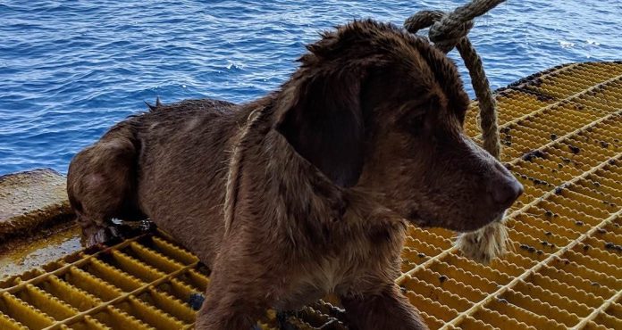 Dog is rescued after it's found swimming 135 MILES out at sea (Watch)