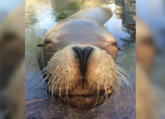 Duke the sea lion, one of oldest in world, dies at 31 in Ohio Duke the sea lion, one of oldest in world, dies at 31 in Ohio