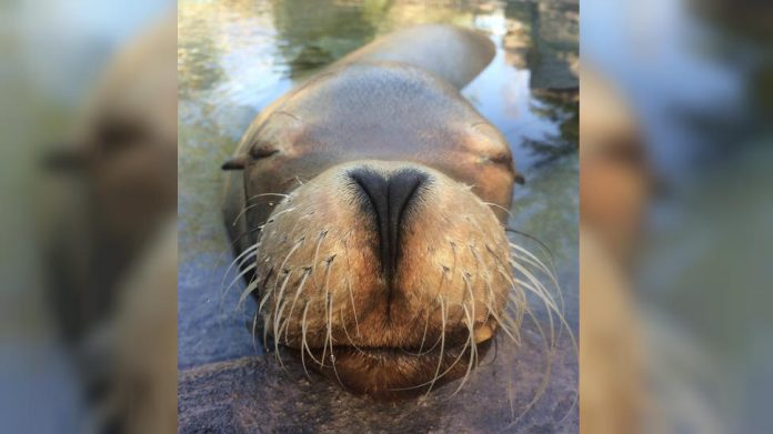Duke the sea lion, one of oldest in world, dies at 31 in Ohio