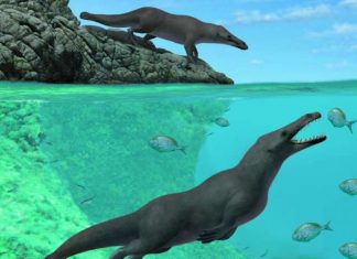 Four-legged whale discovered in Peru (study) Four-legged whale discovered in Peru (study)