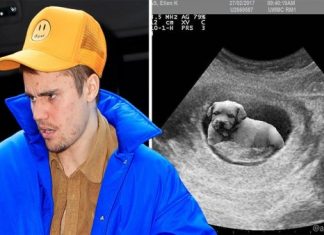 Justin Bieber’s dog of an April Fool’s joke, Report Justin Bieber's dog of an April Fool's joke, Report