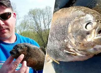 Piranhas discovered in Yorkshire lake after ducks go missing, Report Piranhas discovered in Yorkshire lake after ducks go missing, Report