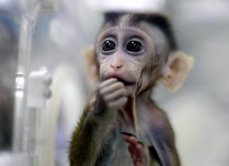 Researchers put human brain genes into monkeys Researchers put human brain genes into monkeys