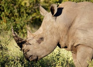 Rhino Poacher in South Africa Reportedly Killed By Elephant, Report Rhino Poacher in South Africa Reportedly Killed By Elephant, Report