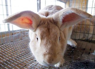 Roman rabbit find is one giant hop for archaeology, Report Roman rabbit find is one giant hop for archaeology, Report