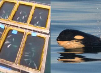 Russia ‘whale jail’ holding 100 mammals captive in tiny enclosures Russia 'whale jail' holding 100 mammals captive in tiny enclosures