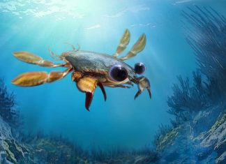 Strangest crab forces scientists to reconsider evolution of modern species Strangest crab forces scientists to reconsider evolution of modern species