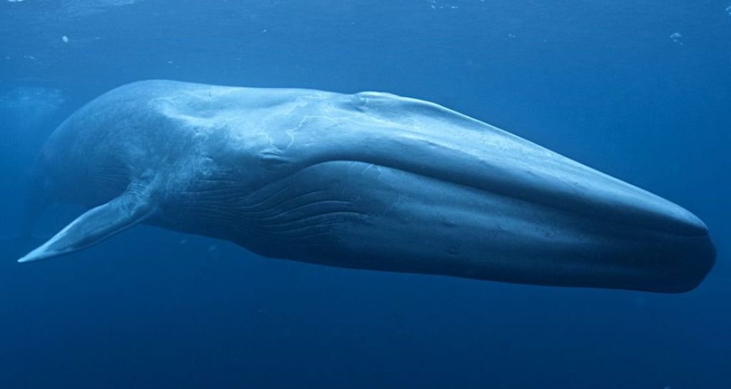 Blue whale fossil found in Italy sheds light on the largest animal