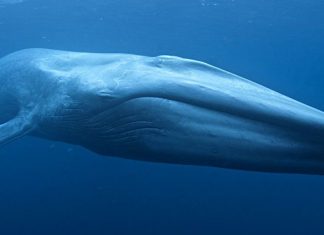 Blue whale fossil found in Italy sheds light on the largest animal, Study Blue whale fossil found in Italy sheds light on the largest animal, Study