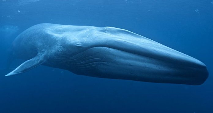 Blue whale fossil found in Italy sheds light on the largest animal, Study