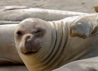 Australia: A Big-Ass Seal Helped Thwart An Alleged Drug Gang Australia: A Big-Ass Seal Helped Thwart An Alleged Drug Gang