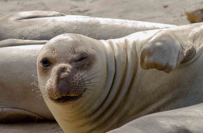 Australia: A Big-Ass Seal Helped Thwart An Alleged Drug Gang
