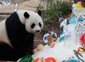 Chuang Chuang, popular panda on loan from China dies in Thai zoo Chuang Chuang, popular panda on loan from China dies in Thai zoo
