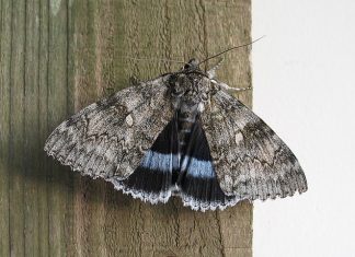 Extinct moth makes amazing return to Sussex, Report Extinct moth makes amazing return to Sussex, Report
