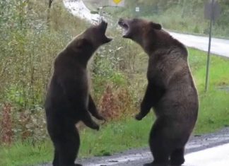 Grizzly bears fight caught on camera in Northern BC (Watch) Grizzly bears fight caught on camera in Northern BC (Watch)