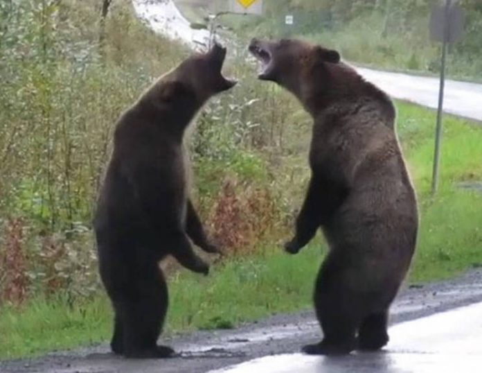 Grizzly bears fight caught on camera in Northern BC (Watch)