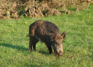 Italian man shoots father dead after mistaking him for boar Italian man shoots father dead after mistaking him for boar