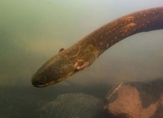 New Species Of Electric Eel Is Most Shocking Yet New Species Of Electric Eel Is Most Shocking Yet