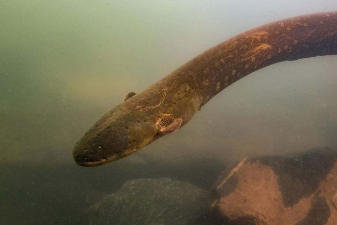 New Species Of Electric Eel Is Most Shocking Yet