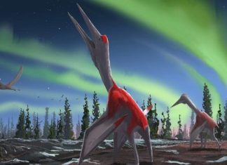 Researchers identify the largest flying animal in history Researchers identify the largest flying animal in history