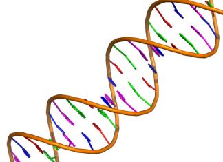 A New Gene “Prime Editing” Tool Could Make CRISPR More Precise A New Gene "Prime Editing" Tool Could Make CRISPR More Precise
