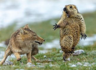 Fox and marmot standoff photo wins “Wildlife Photographer” Fox and marmot standoff photo wins "Wildlife Photographer"