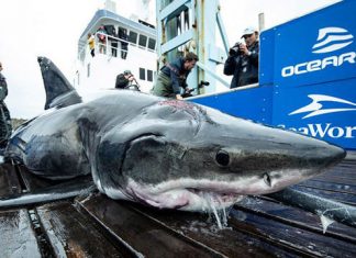 Great White Shark Bites Shark in in Atlantic Ocean, officials say Great White Shark Bites Shark in in Atlantic Ocean, officials say