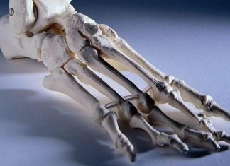 Humans have ability to regrow cartilage (Study) Humans have ability to regrow cartilage (Study)