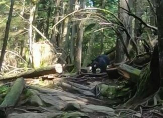 North Vancouver: Cyclists chased by black bear on popular Mountain North Vancouver: cyclists chased by black bear on popular Mountain