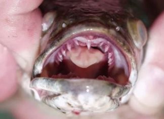 Snakehead Fish Found in Georgia: “Kill It Immediately” (Report) Snakehead Fish Found in Georgia: "Kill It Immediately" (Report)