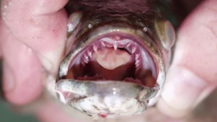 Snakehead Fish Found in Georgia: 