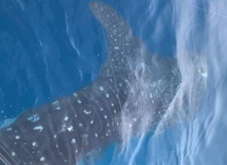 Whale shark spotted off the coast of Florida (Photo) Whale shark spotted off the coast of Florida (Photo)