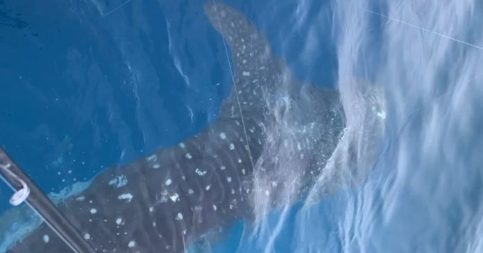 Whale shark spotted off the coast of Florida (Photo)