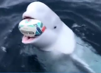 Beluga whale plays fetch. Is it the Russian ‘spy whale’ (Watch) Beluga whale plays fetch. Is it the Russian ‘spy whale’ (Watch)