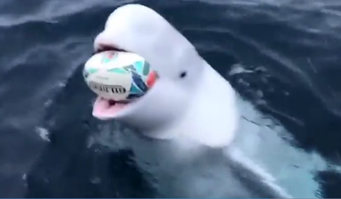 Beluga whale plays fetch. Is it the Russian ‘spy whale’ (Watch)