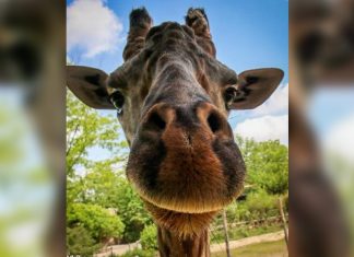 Kimba the giraffe dies after procedure complications Kimba the giraffe dies after procedure complications