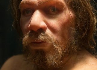 Neanderthal Extinction Down to Inbreeding, Says New Study Neanderthal Extinction Down to Inbreeding, Says New Study