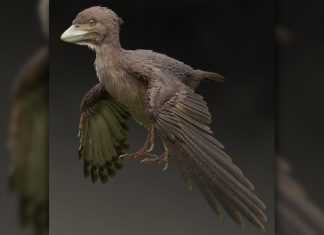 Primitive Fossil Bird Found in Japan, says new research Primitive Fossil Bird Found in Japan, says new research