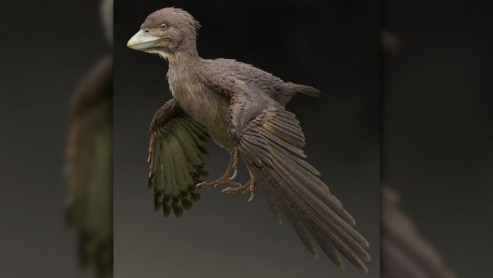 Primitive Fossil Bird Found in Japan, says new research