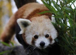Red panda escapes from French zoo, Report Red panda escapes from French zoo, Report