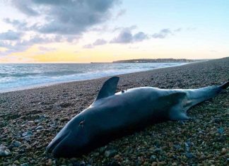 Baby porpoises are being poisoned by their mother’s milk, Report Baby porpoises are being poisoned by their mother's milk, Report
