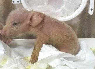 China: Monkey-pig hybrids created by Researchers China: Monkey-pig hybrids created by Researchers