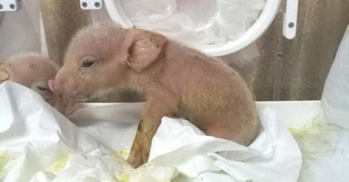China: Monkey-pig hybrids created by Researchers