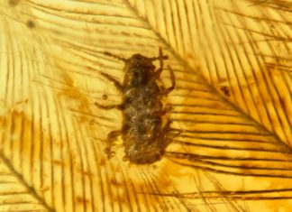 Lice dinosaurs had feathers ruffled by parasites (research) Lice dinosaurs had feathers ruffled by parasites (research)