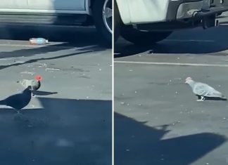 Pigeons seen wearing cowboy hats in Las Vegas (Video) Pigeons seen wearing cowboy hats in Las Vegas (Video)