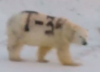 Polar bear spray-painted with ‘T-34’ baffles Russia wildlife, Report Polar bear spray-painted with 'T-34' baffles Russia wildlife, Report